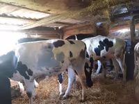 Skot (série, pohlaví neuvedeno), Holštýnské plemeno — foto 2