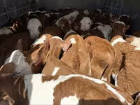 सांड, Simmental cattle — फ़ोटो 2