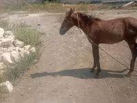Horse (M), Horses — photo 3