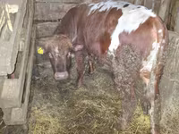 公牛, Cattle — 照片 2