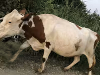 Cow, Cattle — photo 3