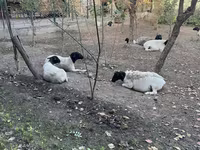 Sheep, Dorper sheep — photo 3
