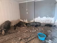 Boar, Pigs — photo 5