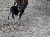 Chickens — الصورة 5