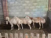 Qoyun, Afghan Arabi sheep — foto 1