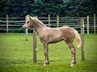Stute, Black Sea breed — Foto 3