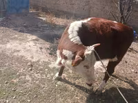Krowa, Latvian Blue cattle — zdjęcie 2