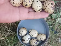 Chickens — الصورة 7