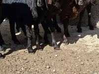 Ziegenbock, Ziegen — Foto 2