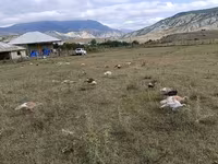 Turkeys — photo 3