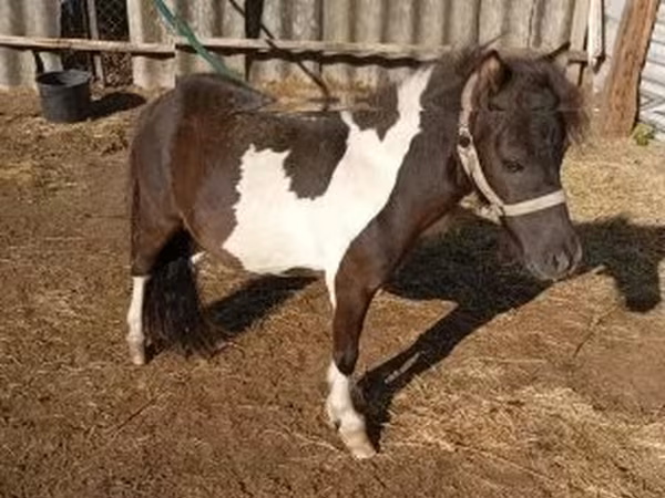 Aygʻir, Falabella