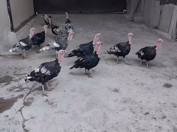 Geniş Sinəli Ağ