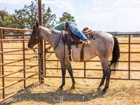 Cavalo, Quarter Horse — foto 8