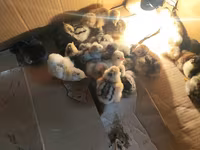 Chickens — foto 4