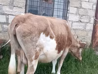 गाय, अज़रबैजान ज़ेबू — फ़ोटो 4