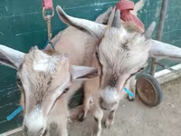 Cabras (lote, sexo no especificado), Alpine goat — foto 3