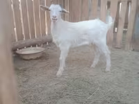 Goat, Russian White goat — photo 3