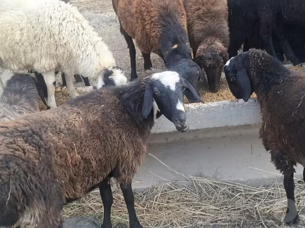 公羊, Sheep
