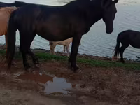 Égua, Mugalzhar horse — foto 2