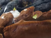 सांड, Simmental cattle — फ़ोटो 1