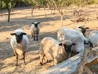 公羊, Shroshire sheep — 照片 2