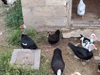 Ev Muskovisi — foto 1