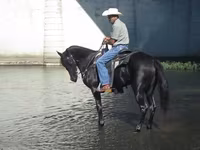Kobyła, Tennessee Walking Horse — zdjęcie 3