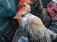 Japanisches Bantam — Foto 2