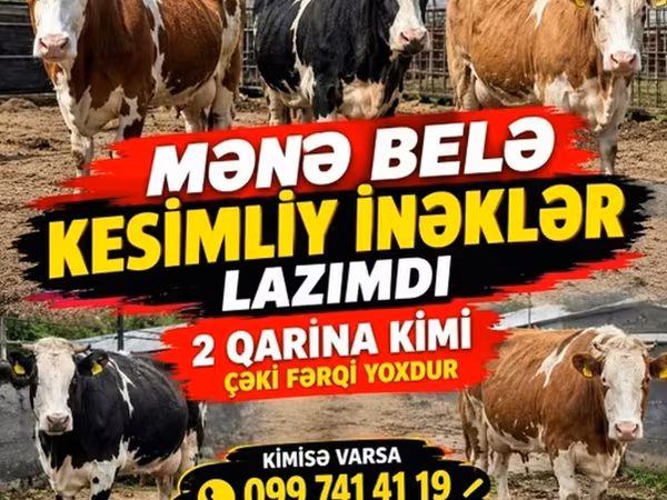 İnək, Simmental cattle — Azərbaycan