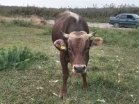 Býk, Alatau plemeno — foto 5
