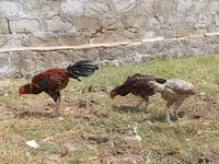 Chickens — foto 4