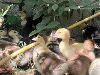 Ducks — photo 2