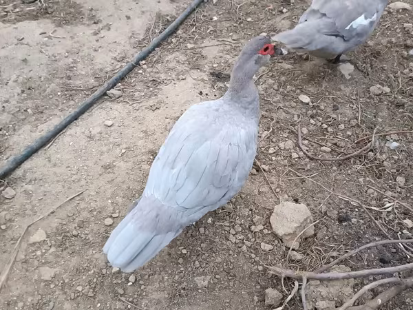 家养麝香鸭