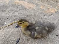 Ducks — photo 6