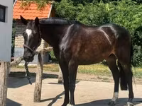 Kůň, Belgian warmblood horse — foto 7