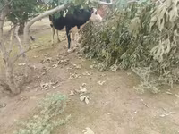 Krava, Simmental cattle — foto 1