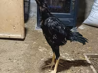 Chickens — foto 1