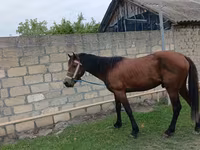 घोड़ा, Azerbaijan horse — फ़ोटो 1