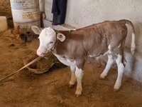 Bull, Red-spotted breed — photo 3