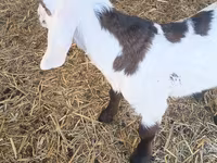 Keçi, Nubian Goat — foto 2