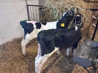 Bulle, Simmental cattle — Foto 8