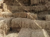 Camels (batch, sex not specified), Camels — photo 4
