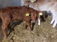Buqa, Simmental cattle — 5-rasm