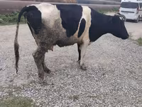 母牛, Red-spotted breed — 照片 1