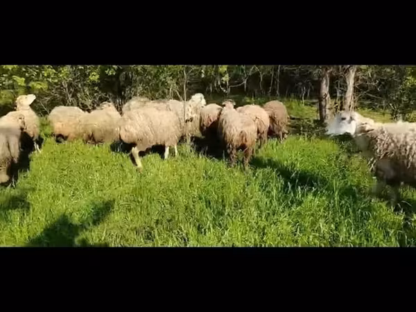 Sheep, Sheep — Azerbaijan