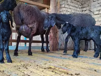 نعجة, Hissar sheep — الصورة 3