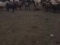 Qoyun, Edilbay sheep — foto 7
