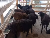 Sheep, Tajik sheep — photo 2