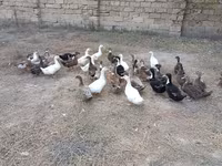Ducks — photo 2