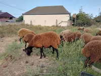 Qoyun, Qoyunlar — foto 5